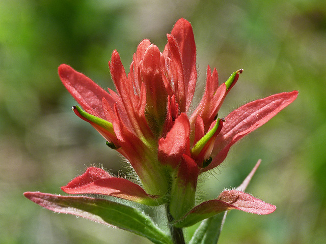 Indian Paintbrush / Castilleja miniata