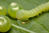 Elephant Hawk Moth caterpillar