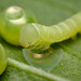 Elephant Hawk Moth caterpillar
