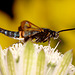 Clearwing Moth (Synanthedon myopaeformis)