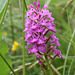 Anacamptis pyramidalis (3)