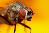 Fly Portrait.