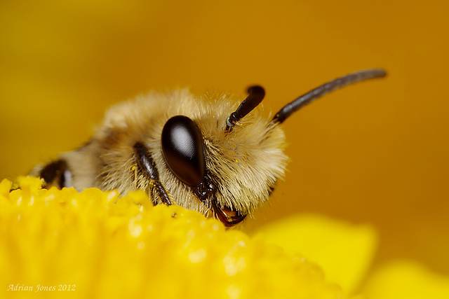 Bee, Colletes daviesanus.