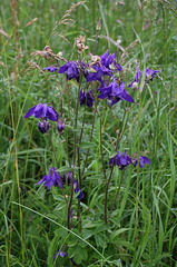 Aquilegia vulgaris (2)