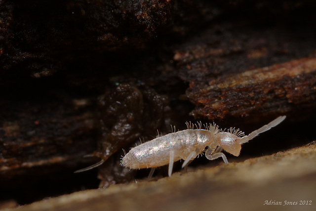 Heteromurus nitidus