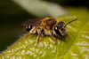 Bee, Colletes sp.