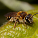 Bee, Colletes sp.