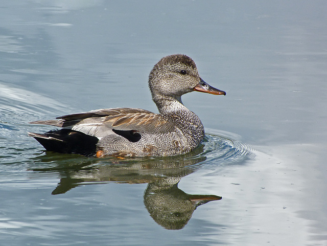 Gadwall / Anas strepera