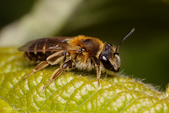 Andrena dorsata (Female)