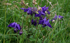 Aquilegia vulgaris