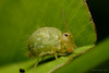 Sminthurus viridis