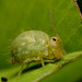 Sminthurus viridis