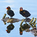 Baby Coot reflections