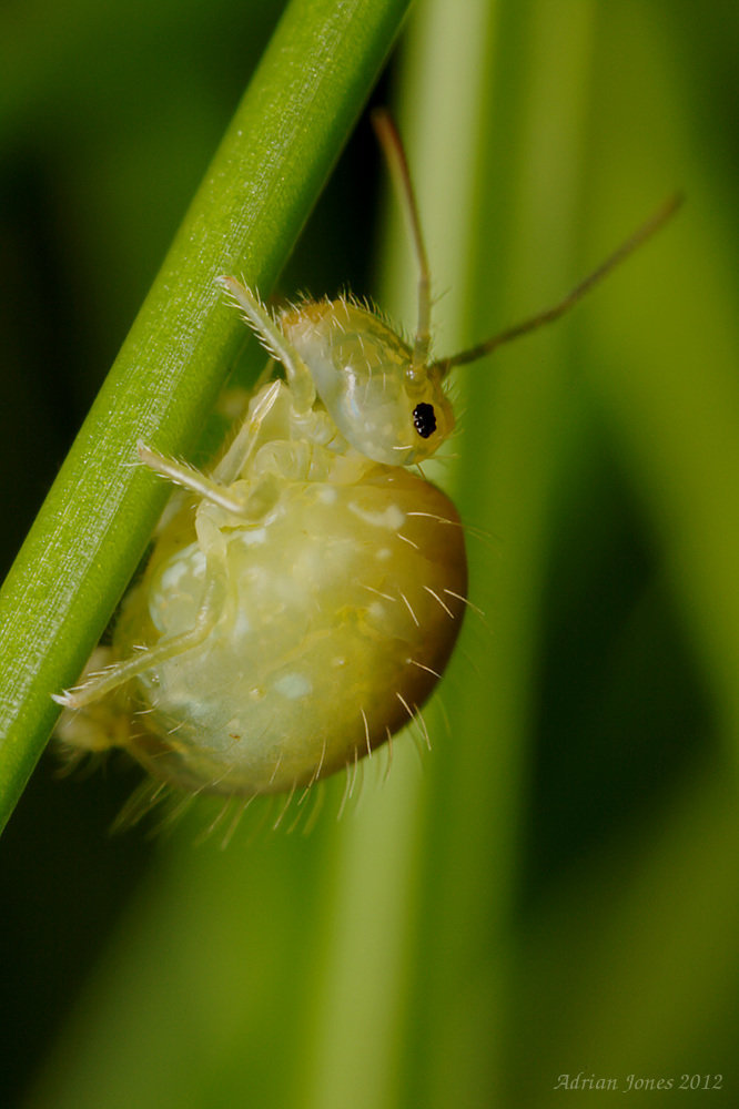 Sminthurus viridis