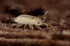 Juvenile Woodlouse.