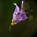 Shootingstar, Dodecatheon conjugens