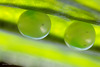 Elephant Hawk Moth Eggs.