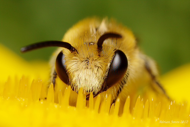 Bee, Colletes daviesanus.