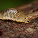 Fly larva, Lonchoptera sp. (Lonchopteridae).