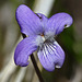 Bog Violet