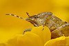 Sloe Shieldbug.