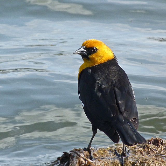 Yellow-headed Blackbird