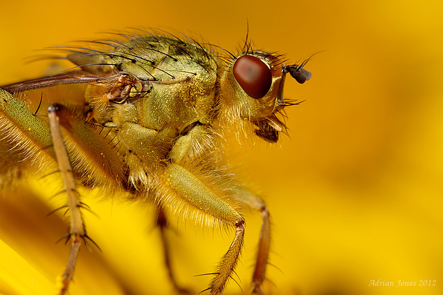 Dungfly closeup.