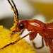 Soldier Beetle closeup.