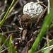 Spider carrying egg-sack