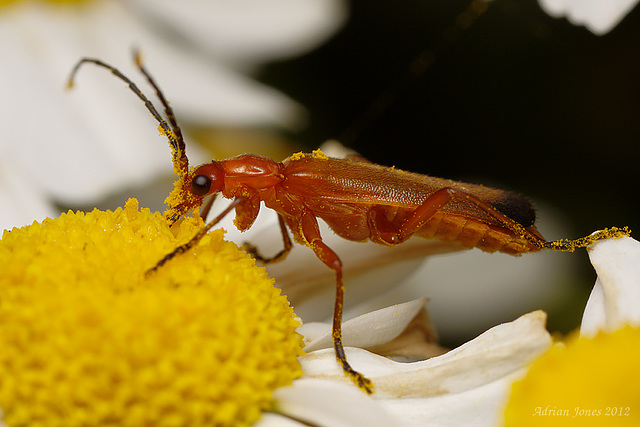 Soldier Beetle. Soldier Beetle.