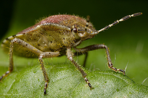 Sloe Shieldbug