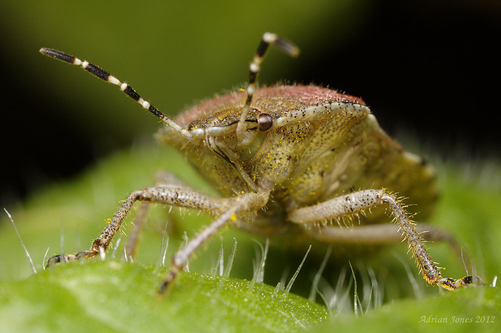 Sloe Shieldbug