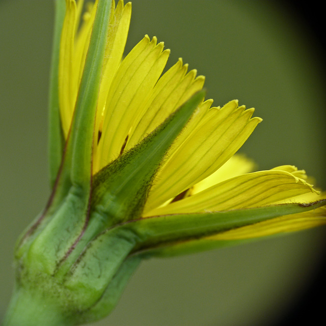Meadow Goat's-beard / Tragopogon pratensis L Meadow Goat's-beard / Tragopogon pratensis L