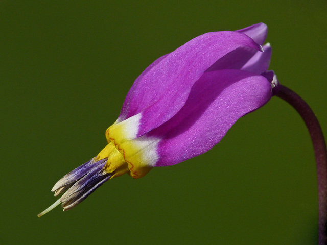 Shootingstar / Dodecatheon