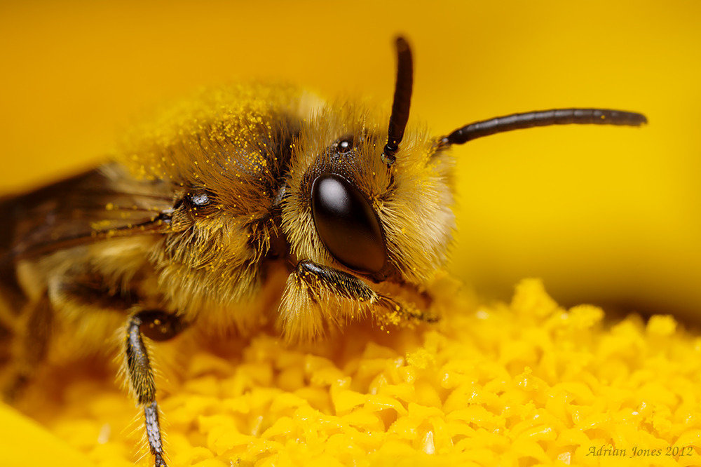 Bee, Colletes daviesanus. (Most likely ID)