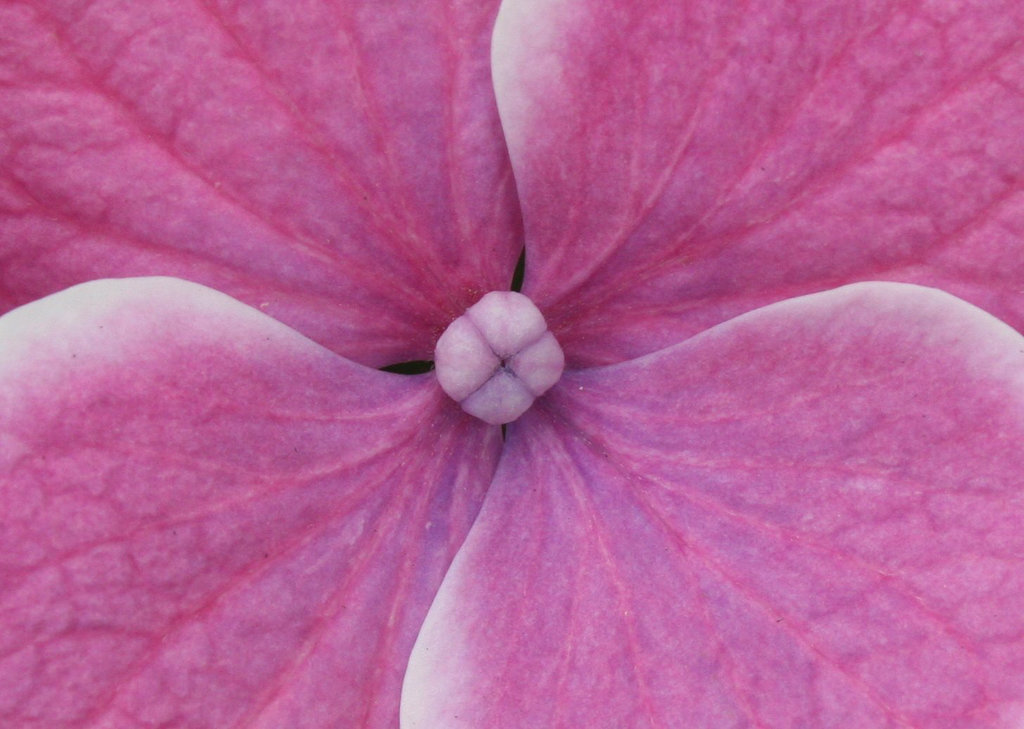 Pink Hydrangea