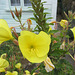 Dunedin, NZ, 19 Jan 2012