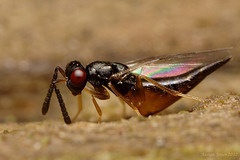 Chalcidoidea wasp .
