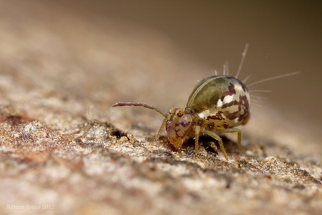 Calvatomina nr superba