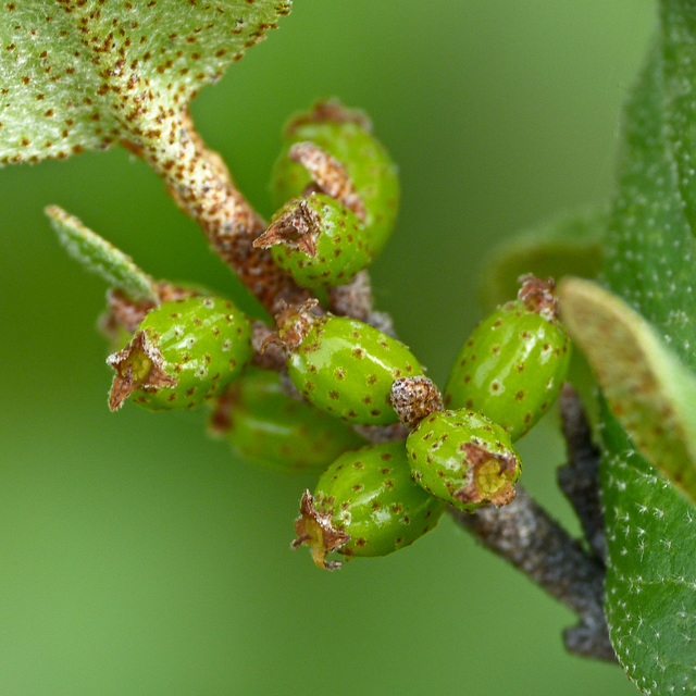 Canada Buffaloberry berries / Shepherdia canadensis