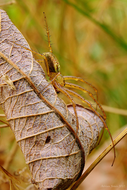 Spider, Metellina sp.