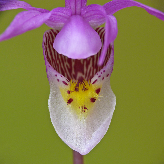 Calypso Orchid Calypso Orchid