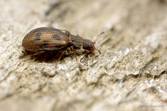 Cartodere bifasciata