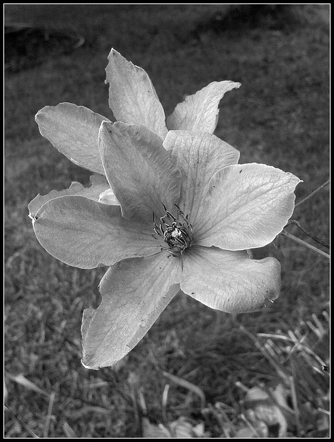 Clematis