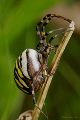 Wasp Spider.