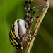 Wasp Spider.