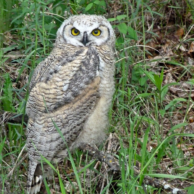 Young Great Horned Owl