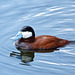 Ruddy Duck