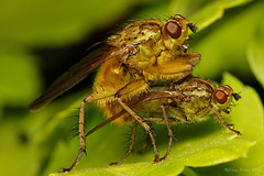 Dung Flies Having Fun.