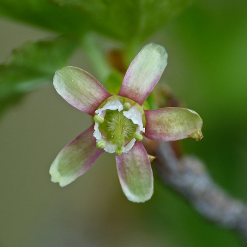 Gooseberry flower